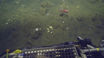 Media type: image;   Invertebrate Zoology 153141 Description: live specimen;